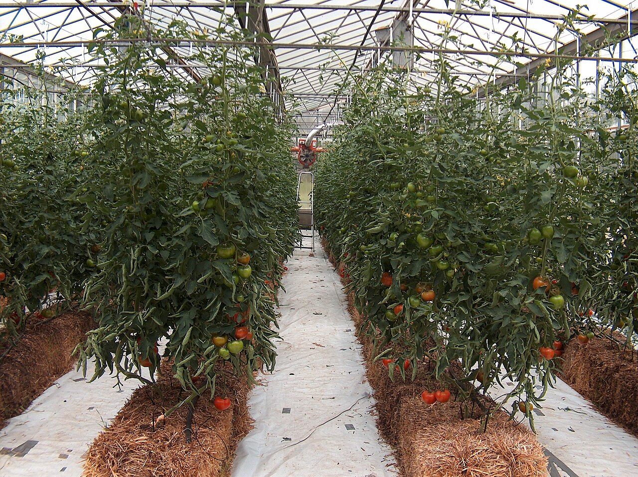 Tomato plants growing in a hydroponic greenhouse